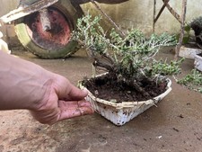 Bonsai Timo . Macchia