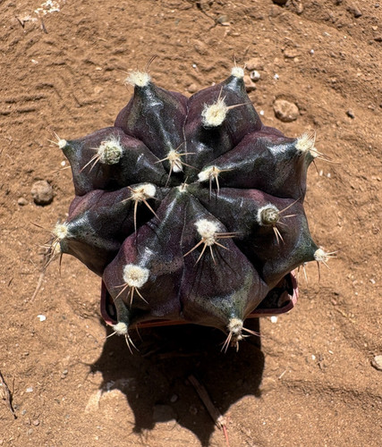 Gymnocalycium day dream - gymnocalycium, dream'
