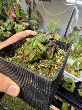 Cephalotus follicularis - cephalotus,
