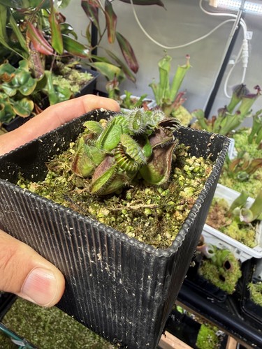 Cephalotus follicularis - cephalotus,