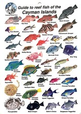 Guide To Reef Fish of Cayman Islands - Fish ID Card