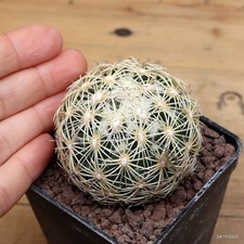 Coryphantha echinus Vaso 7 cm