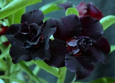 Semi adenium obesum black - 5,