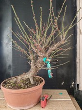 bonsai di  prunus mume h 65 cm