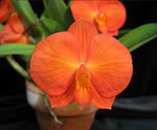 Sophronitis coccinea 'Tokyo
