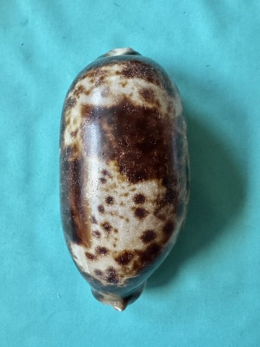 Grande cypraea testudinaria - cypraea,