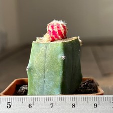 7-4256 Discocactus horstii f
