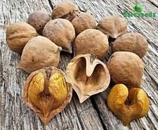 Semi di Noce Cuore, Noce