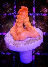 WYSIWYG Super Bright Orange