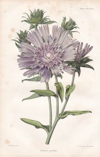 Stokesia kornblumenaster - stokesia,