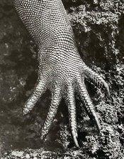 Sebastiao Salgado (warhol