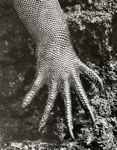 Sebastiao salgado warhol - salgado, (warhol