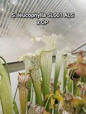 Semi Sarracenia leucophylla SL001 ALS x OP - Raccolta 2024