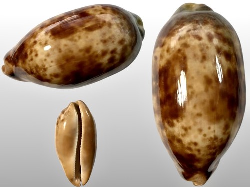 Cypraea testudinaria samar - cypraea,