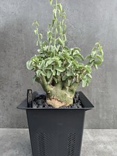 Adenia spinosa - Rara pianta