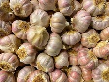 500 Bulbi di  AGLIO ROSA DA SEMINA  - NON TRATTATO