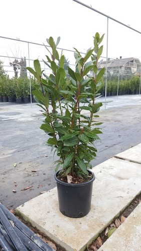 Alloro laurus nobilis vaso - alloro,