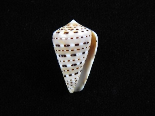 Sea shell conus - sea, genuanus