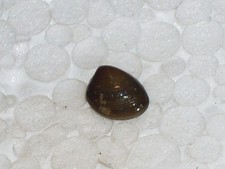 NUCULA NUCLEUS MONSTER