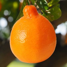 PIANTA DI MAPO in vaso 24 -