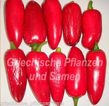 🔥 🌶️ Jalapeno Conchos