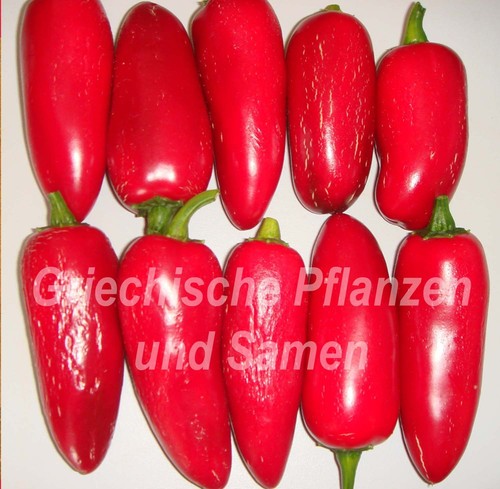 Jalapeno conchos - jalapeno,