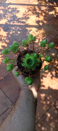 Rare aeonium greenovia - rare,
