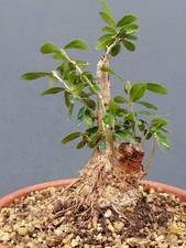 Bonsai Olivastro 20x10cm In