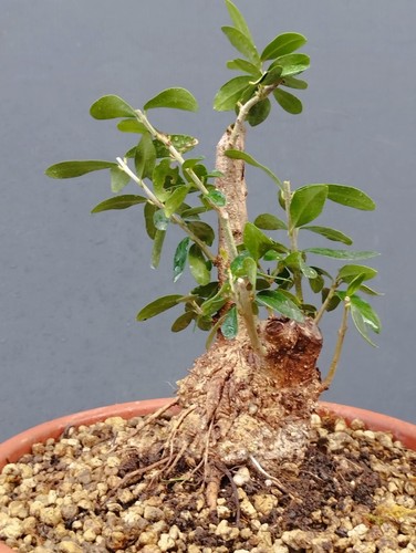 Bonsai olivastro 20x10cm - 20x10cm, in