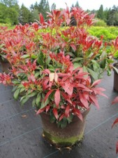 Pieris japonica katsura - japonica,