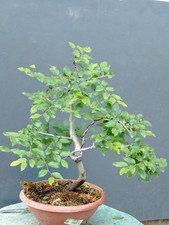 Bonsai carpino bianco 50x37cm - carpino,
