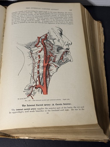Gray anatomy 1910 spitzka - gray's,