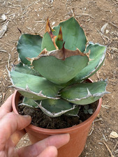 AGAVE TITANOTA HYBRID - PIANTA