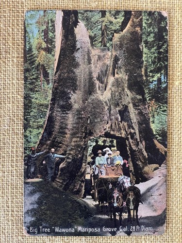 Cartolina california redwoods - cartolina,