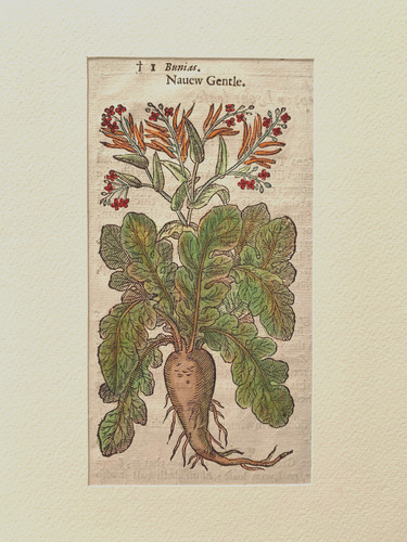 Gerard erbario mattioli 1633 - gerard,