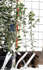 Quercus suber --- vera quercia