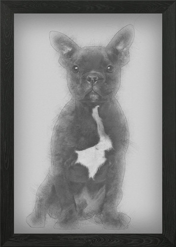 Bulldog francese cucciolo - , 5