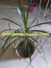 Pianta Dracena Marginata Altezza 62 cm