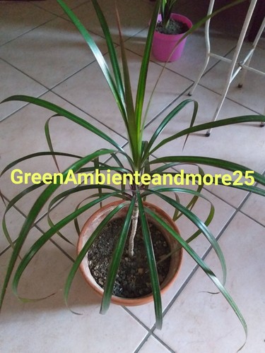 Pianta dracena marginata - dracena,