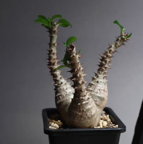 Pachypodium baronii - 8, cm
