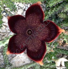 EDITHCOLEA GRANDIS, esotica