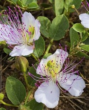 SEMI SEMENTI Capperi (CApparis