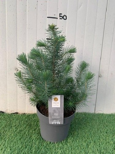 Pianta pinus pinea - di, silver