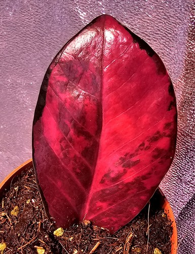 Zamioculcas zamiifolia nero - zamioculcas,