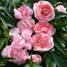 Camelia Impatiens  Dai Fiori Rosa 30 Semi Alta Germinabilita