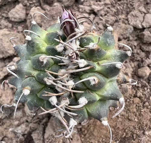 Turbinicarpus schmiedickeanus - turbinicarpus,