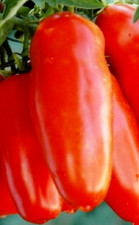 pomodoro SAN MARZANO GIGANTE
