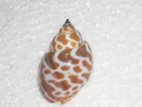 Babylonia spirata spectacular - spirata,