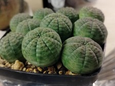 3 Piante seedling Euphorbia