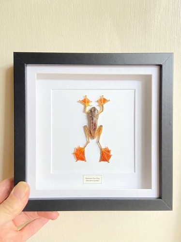 Flying frog frame rhacophorus - flying,